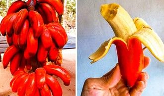 Fruto estranho q cresce o pênis e descoberto