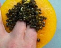 Fruto estranho q cresce o pênis e descoberto