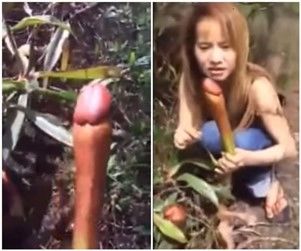 Fruto estranho q cresce o pênis e descoberto