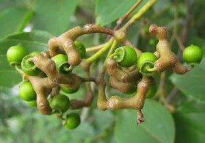 Fruto estranho q cresce o pênis e descoberto